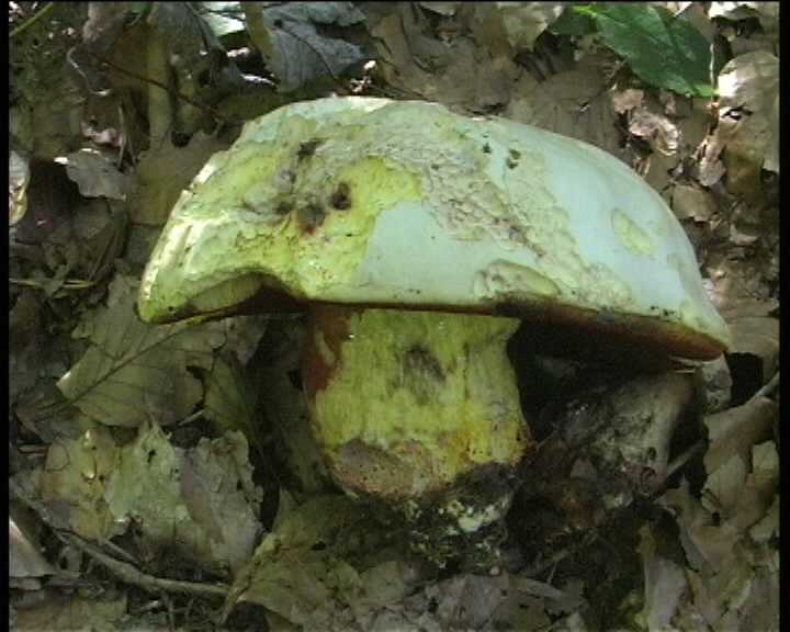 Winkel   ( FRA )   28.08.2004    1 Serie